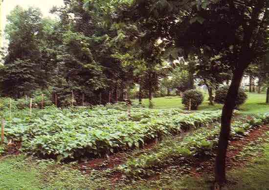 
A well-patrolled vegetable garden.
